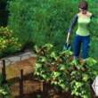 Gardening Sims 4 Tips