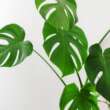 Guide to Caring for Your Split Leaf Philodendron