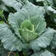 What to Know About The Cabbage Growing Stages