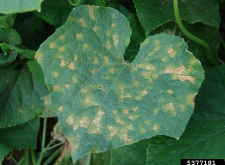 cucumber leaves with yellow spots on them.